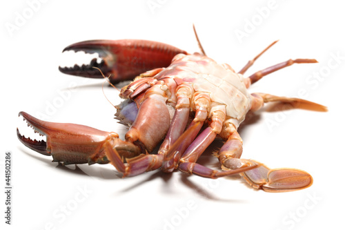sea crab on white background 