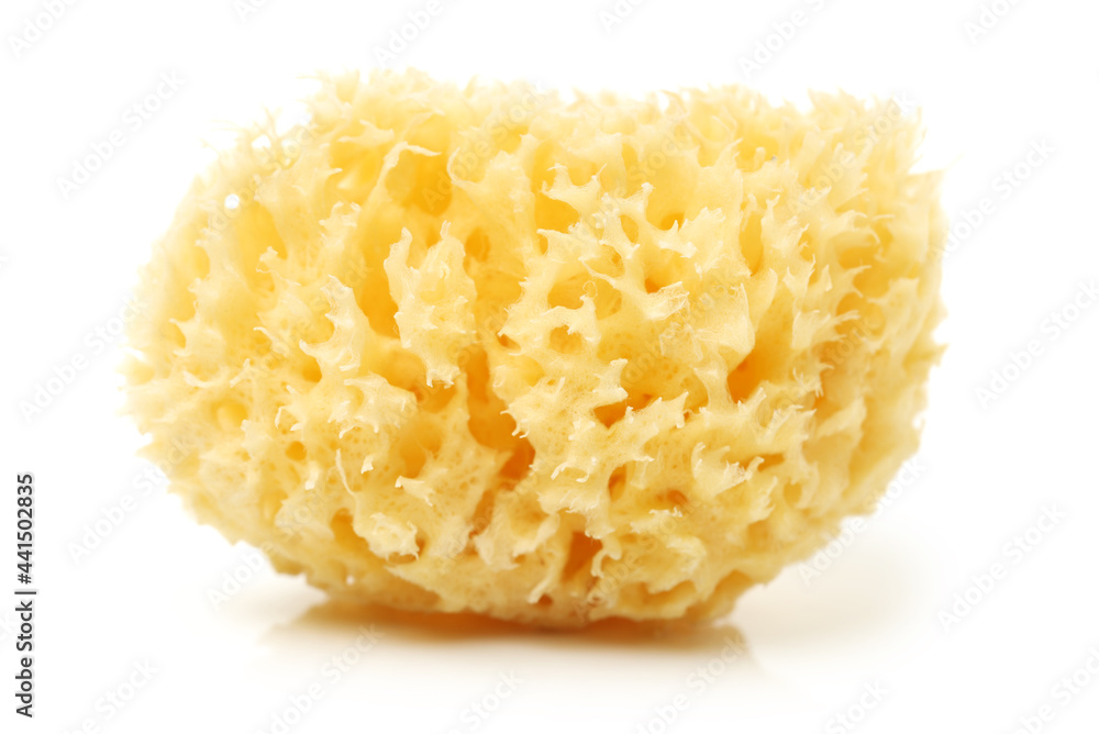 natural sponge on white background natural sponge on white background
