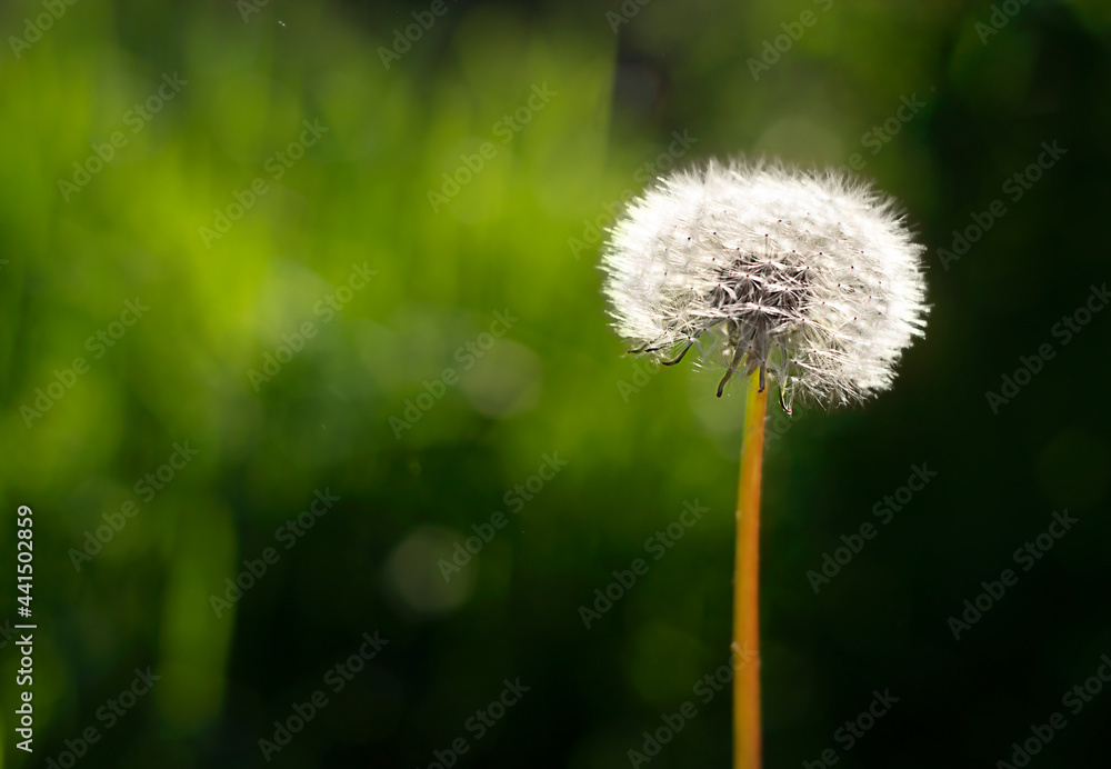 Fototapeta premium Fluffy dandelion close-up on a dark green background. Soft selective focus