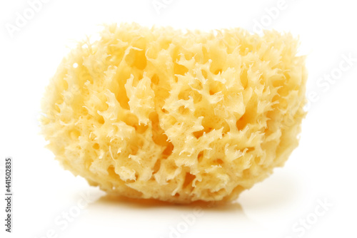 natural sponge on white background