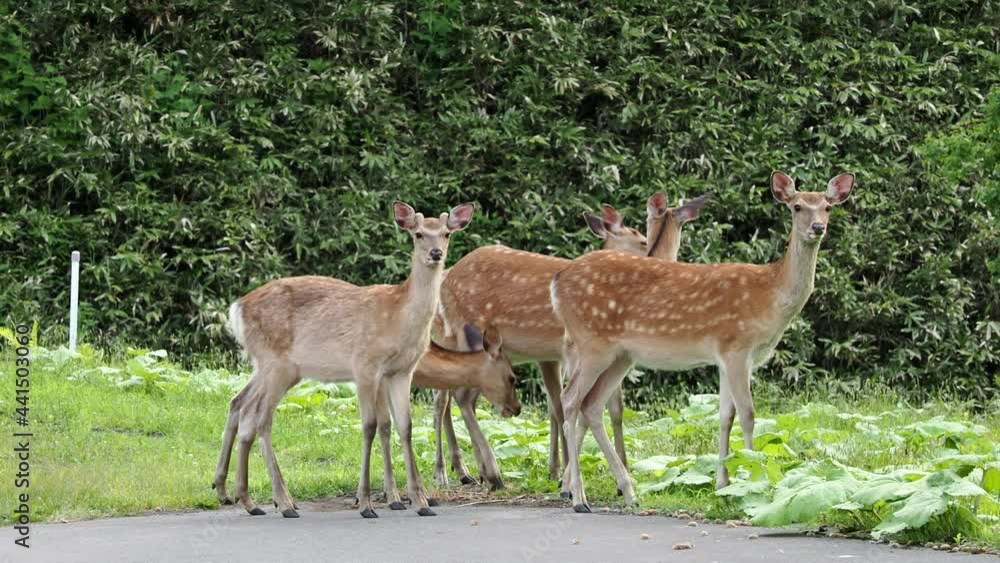 Hokkaido,Japan - June 24, 2021: Wild deer or Ezoshika or Hokkaido Shika Deer along Shiretoko Crossing Road, Hokkaido, Japan
Hokkaido,Japan - June 24, 2021: Wild deer or Ezoshika or Hokkaido Shika Deer along Shiretoko Crossing Road, Hokkaido, Japan