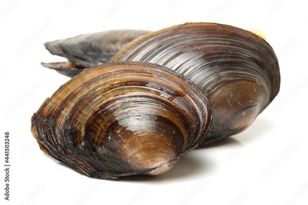 The swan mussel (large species of freshwater mussel) on white background The swan mussel (large species of freshwater mussel) on white background