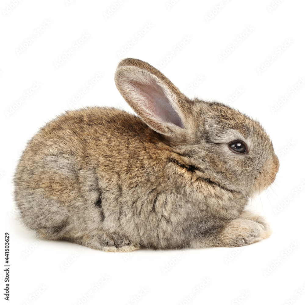 Obraz premium rabbit isolated on white background