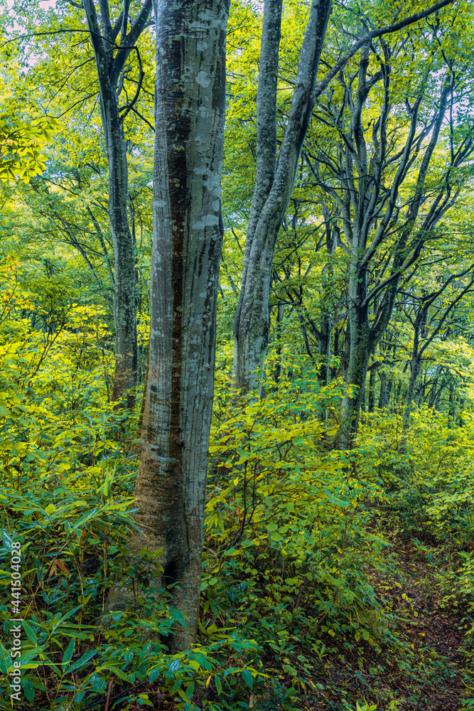 Obraz premium 雨に濡れたブナの原生林