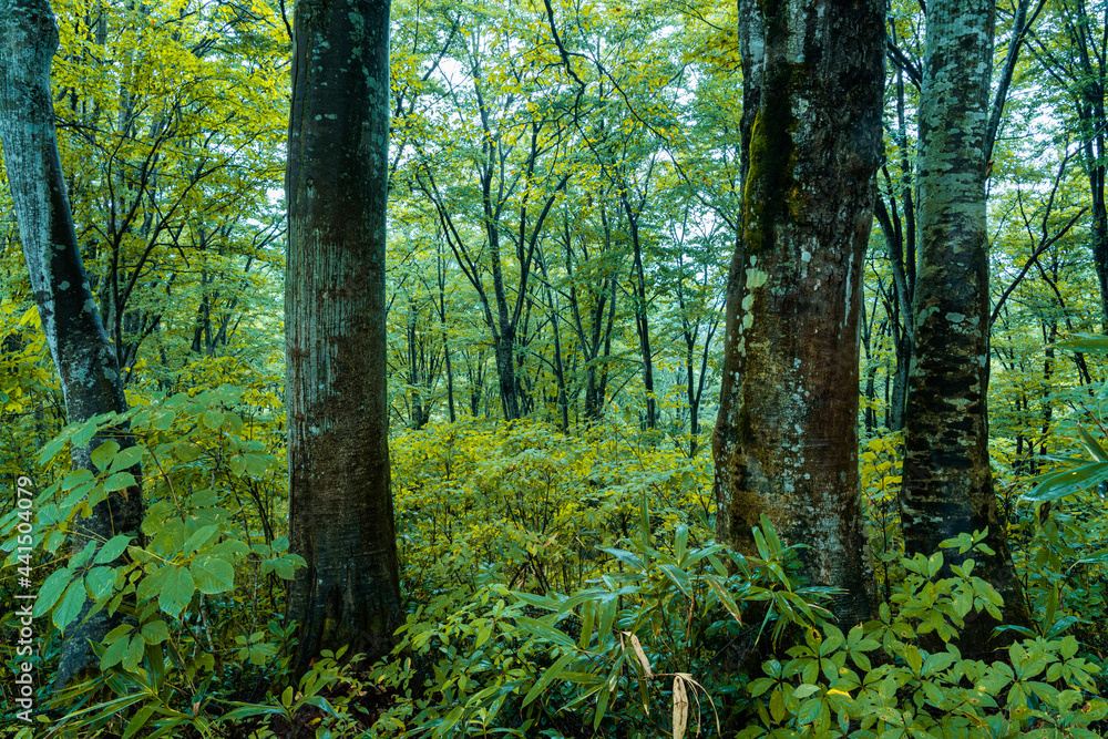 Obraz premium 雨に濡れたブナの原生林
