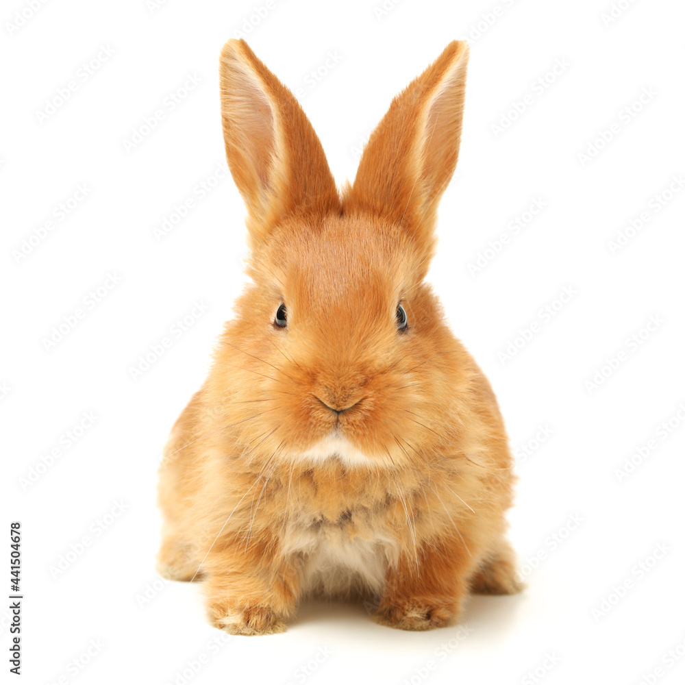 Obraz premium rabbit isolated on white