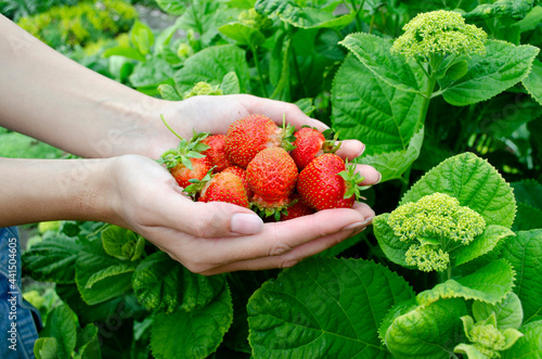 fresh strawberries in the palms. harvest strawberries in hands on a green background