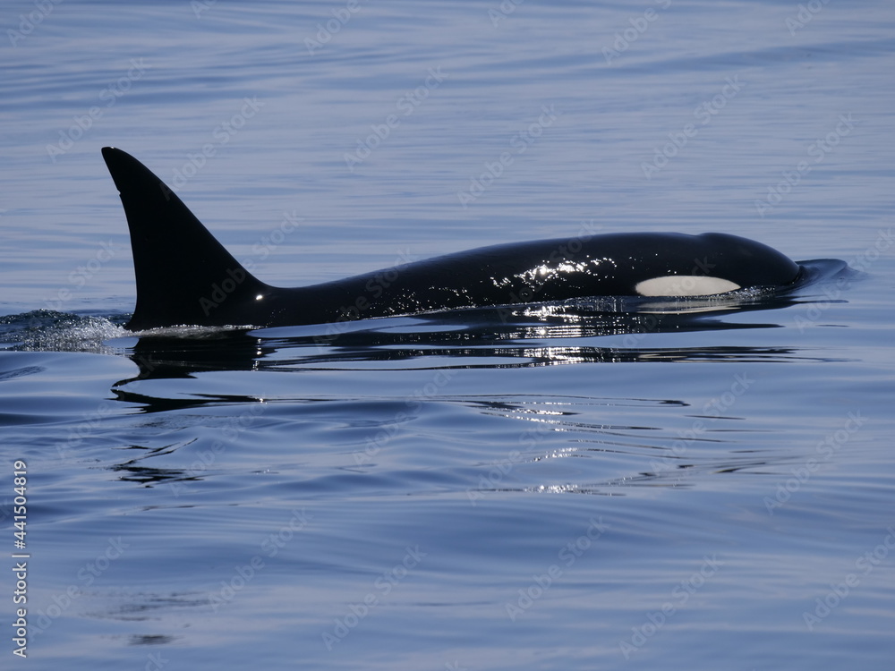 Hokkaido,Japan - June 22, 2021: Wild orcas or killer whales in Nemuro strait, Hokkaido, Japan
Hokkaido,Japan - June 22, 2021: Wild orcas or killer whales in Nemuro strait, Hokkaido, Japan