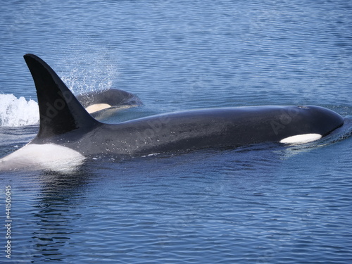 Hokkaido Japan - June 22  2021  Wild orcas or killer whales in Nemuro strait  Hokkaido  Japan 