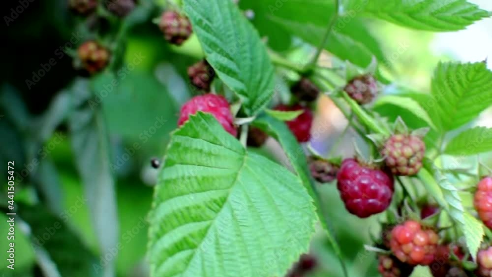 ripe red raspberries ripening on a bush blown by the wind. The berry bush is illuminated by the sun's rays. Close-up. Healthy eating and vegetarianism. ripe red raspberries ripening on a bush blown by the wind. The berry bush is illuminated by the sun's rays. Close-up. Healthy eating and vegetarianism.