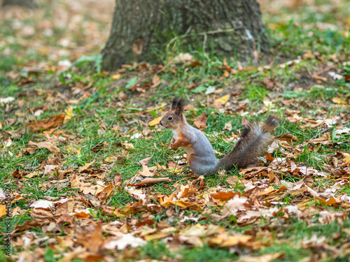 Autumn squirrel on green grass with fallen yellow leaves