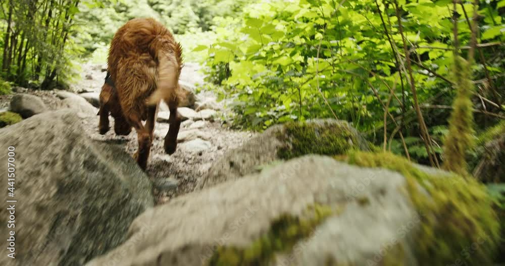 Golden Retriever Puppy running and jumping up rocky trail Golden Retriever Puppy running and jumping up rocky trail