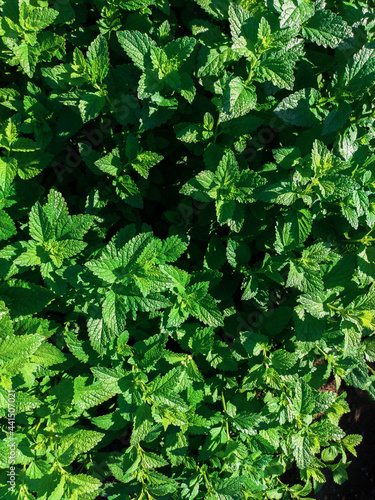 Green mint leaves plant gro...