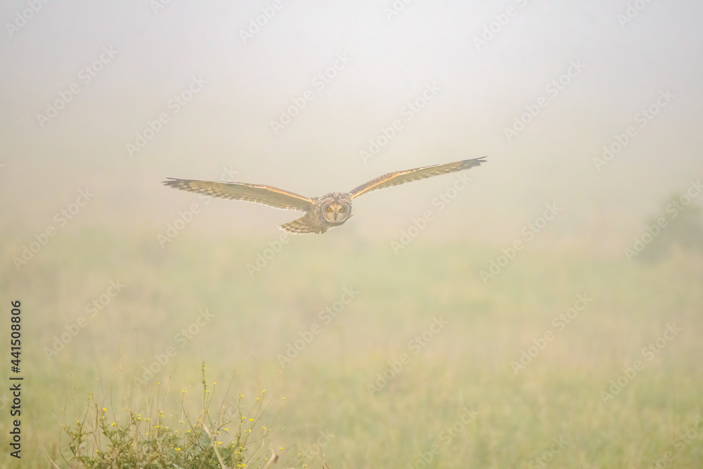 Short eared owl flying in foggy weather Short eared owl flying in foggy weather