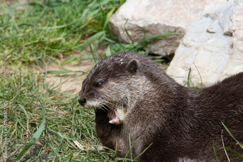 Asian small-clawed otter (Amblonyx cinerea) sleaning his teeth with rocks and green grass in the background