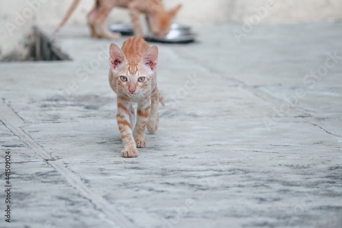 Canvas Print Small Street Kitten. Cats. Pet Animals. Wild Cats.