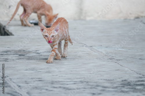 Photography Lovely Kittens. Cats. Pet Animals. Wild Cats.