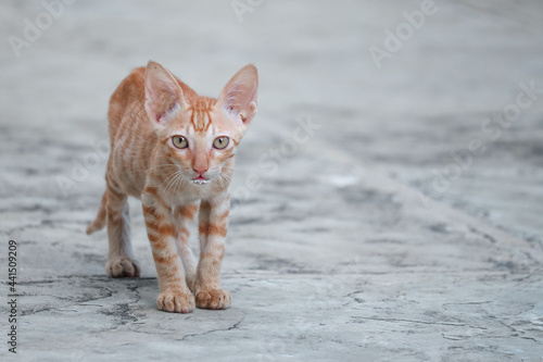 Photography Beautiful Kitten in the Street. Cats. Pet Animals. Wild Cats.