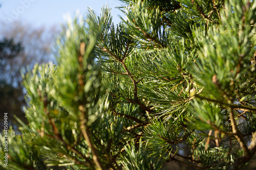 close up of pine needles with a natural background and a clear blue sky