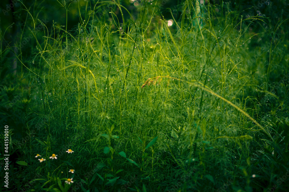 Light garden spring background of green grass. Cinematic photo tinting Light garden spring background of green grass. Cinematic photo tinting