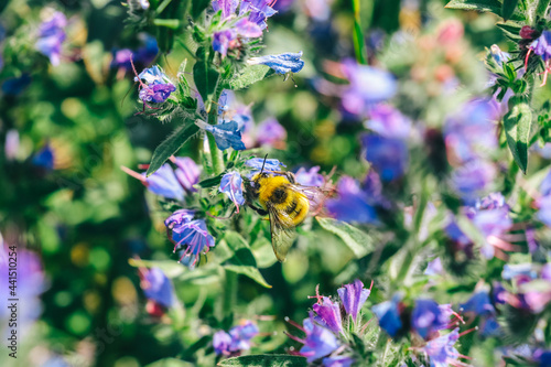Sweet Start Of The Day With Bumblebee and Flowers. Wildlife. Wildflowers. Macro World. Macro Photography © Viktoriya Dixit
