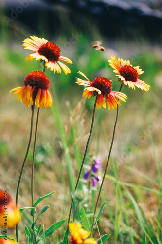 Lovely Wild Flowers. WildFlowers. Natural. Wallpaper with Wild Flowers.