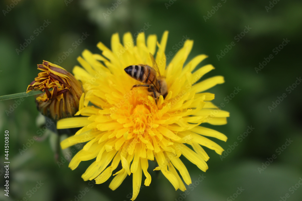 Close-up of Apis mellifera on Taraxacum officinalis flowers. Honey bee on yellow Dandelion flowers on springtime Close-up of Apis mellifera on Taraxacum officinalis flowers. Honey bee on yellow Dandelion flowers on springtime
