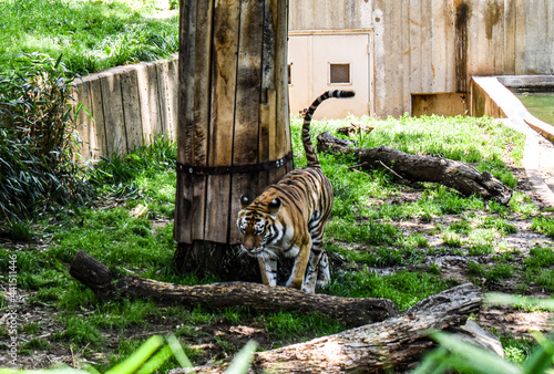 Tiger pacing in its enclosure at the National Zoo  Washington  DC