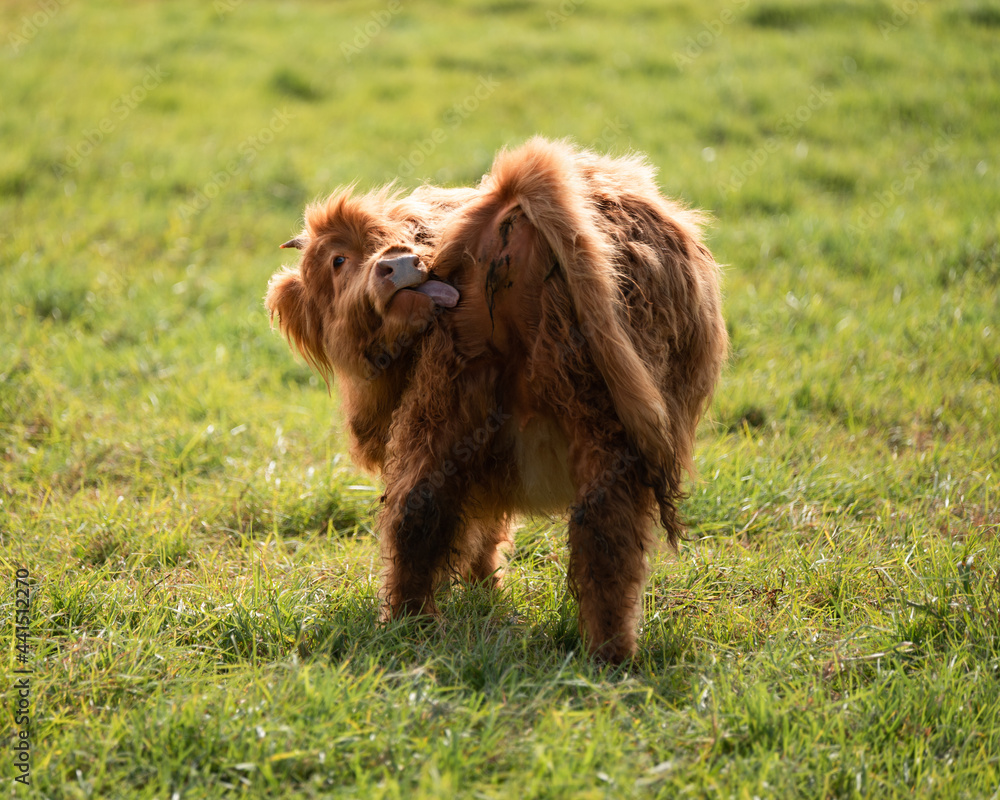 Fototapeta premium Highland Calf