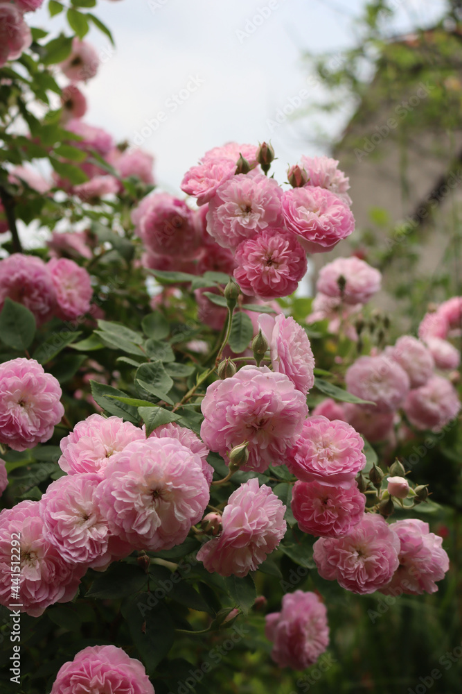 Beautiful pink small roses on bush in the garden on summer Beautiful pink small roses on bush in the garden on summer