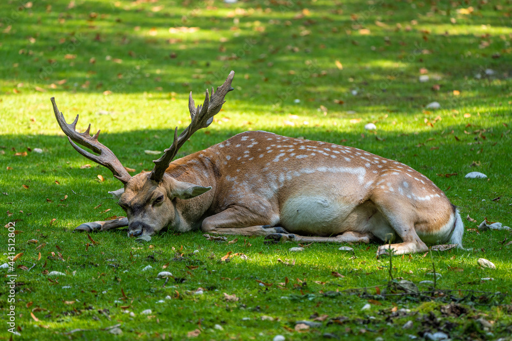 The fallow deer, Dama mesopotamica is a ruminant mammal The fallow deer, Dama mesopotamica is a ruminant mammal