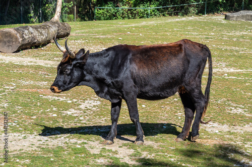 Heck cattle, Bos primigenius taurus or aurochs in the zoo photo