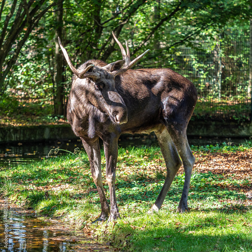 European Moose, Alces alces, also known as the elk