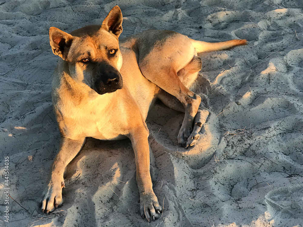 A brown male dog was sitting and relaxing on the beach in the evening sun. A brown male dog was sitting and relaxing on the beach in the evening sun.