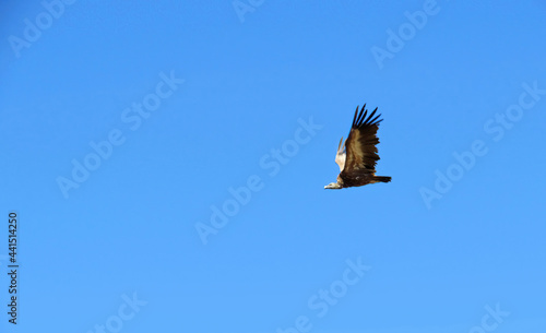 Side view of a vulture flying in a blue sky.