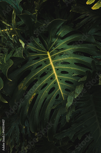 tropical fern leaf large