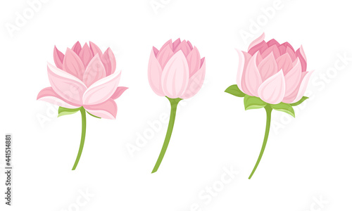 Nelumbo or Water Lily Aquatic Plant with Showy Pink Flower Vector Set