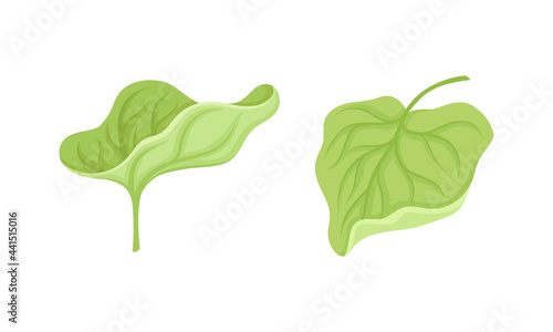 Green Leaf of Water Lily Aquatic Plant Vector Set