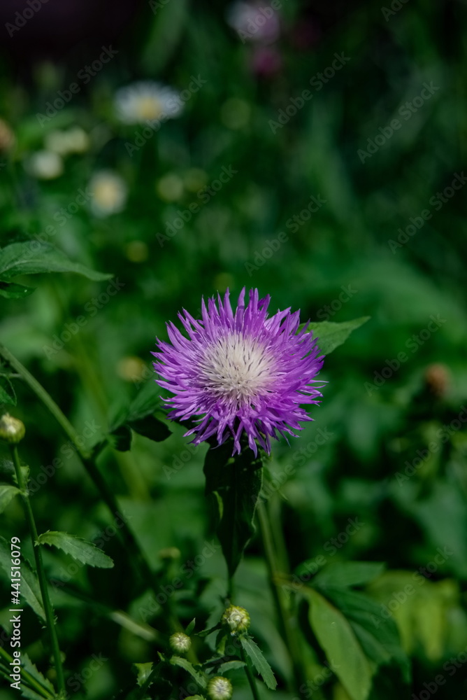 the purple head is taken close the purple head is taken close