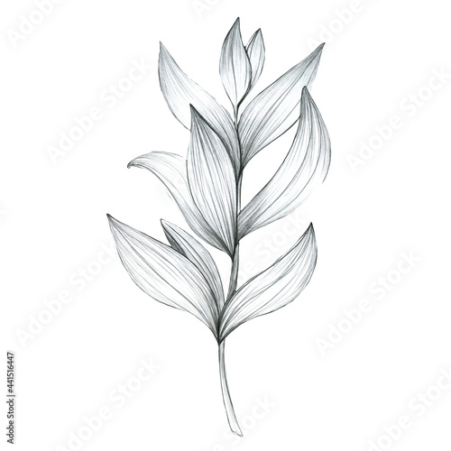 Leaves in pencil  tropical plants. hand drawing in pencil. Botanical flower  leaves  floral pattern for textile decor and design  botanical color illustrations. stock graphics 