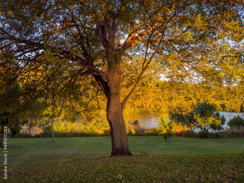 Golden Afternoon Light on Riverside Trees
