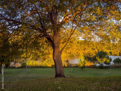 Golden Afternoon Light on Riverside Trees