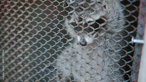 Cute little gray raccoon clings to metal mesh of cage fence in the zoo. Close-up of the muzzle of mammal predator. photo