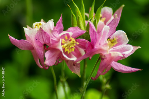 pink and white lily