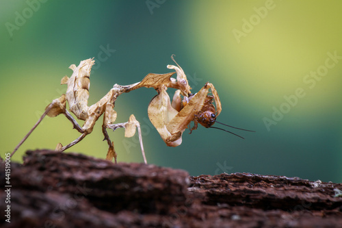 Idolomantis Diabolica on the branch photo