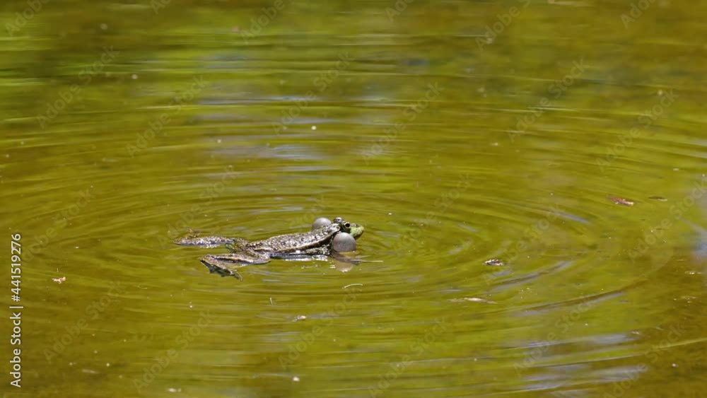 Common frog, Rana temporaria, single reptile croaking in water, also known as the European common frog or European grass frog, is a semi-aquatic amphibian of the family Ranidae Common frog, Rana temporaria, single reptile croaking in water, also known as the European common frog or European grass frog, is a semi-aquatic amphibian of the family Ranidae