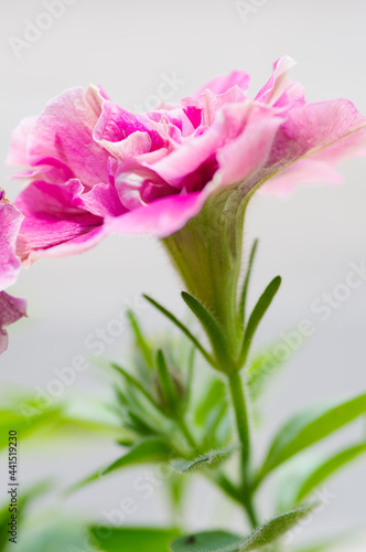 Fototapeta Naklejka Na Ścianę i Meble -  ベランダに咲くピンクのペチュニア。花言葉は「あなたと一緒なら心が和らぐ」「心のやすらぎ」