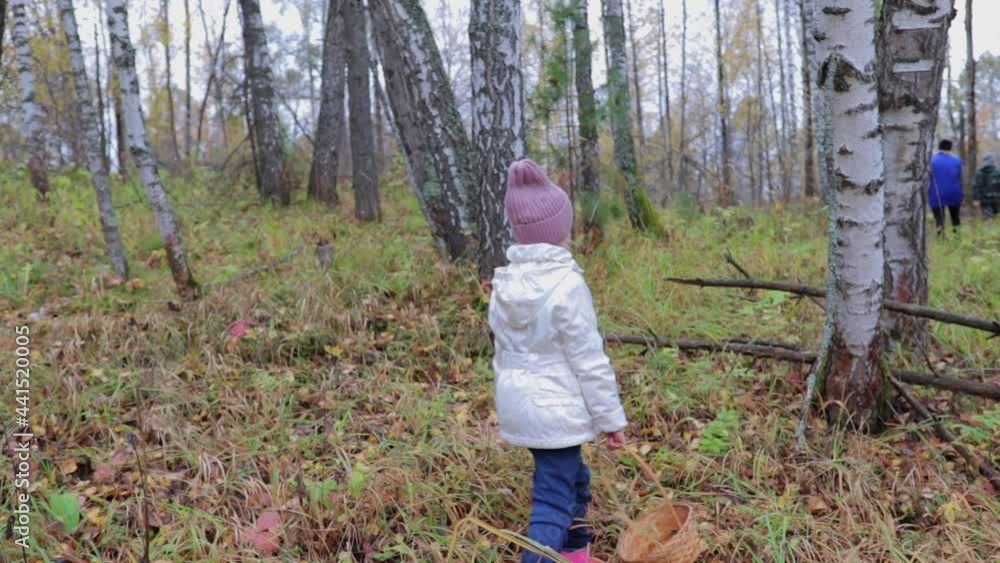walking in the woods on a rainy day to pick mushrooms walking in the woods on a rainy day to pick mushrooms