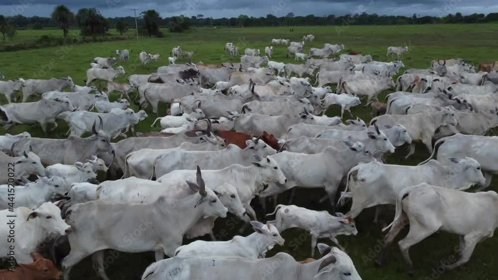 Aerial view of herd nelore cattel on green pasture in Brazil. 4K. Aerial view of herd nelore cattel on green pasture in Brazil. 4K.