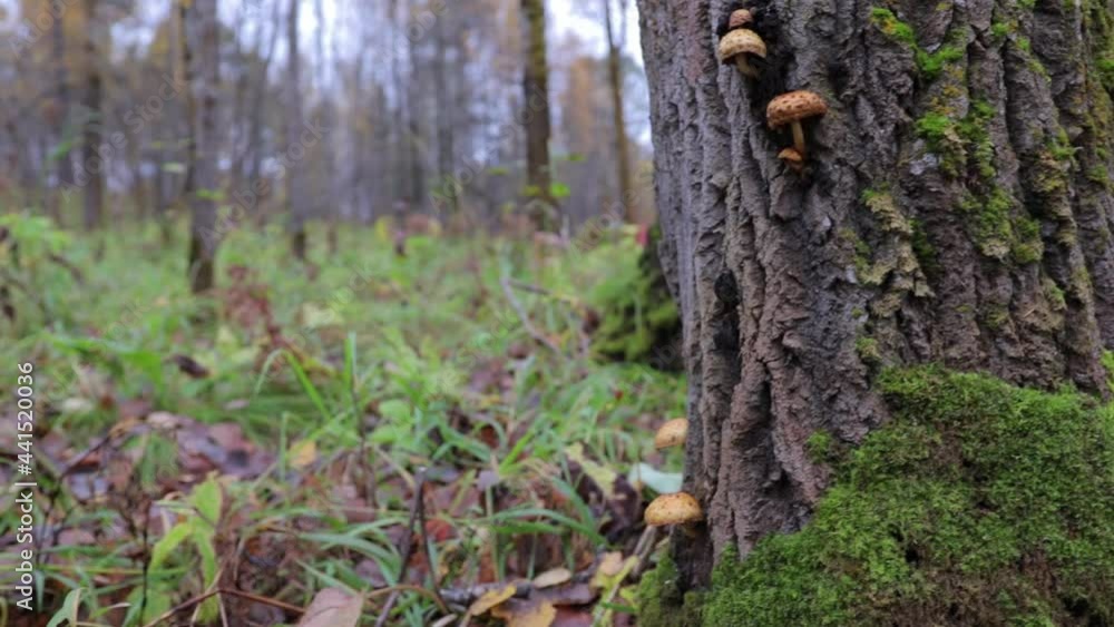 picking mushrooms in the autumn forest on a rainy day picking mushrooms in the autumn forest on a rainy day